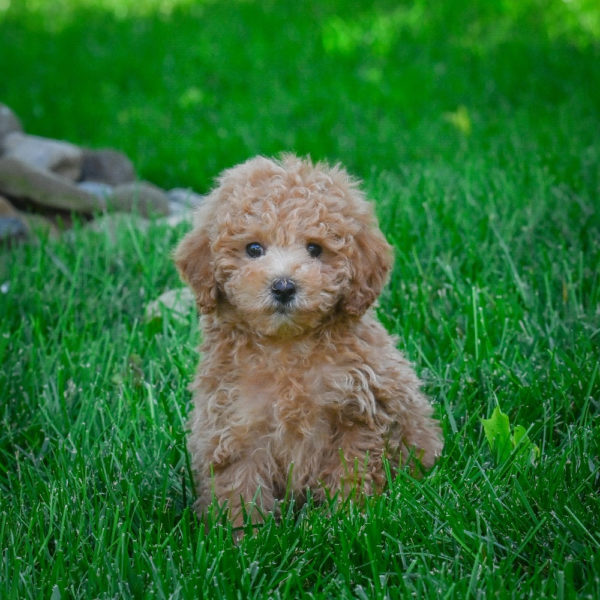 F1b Maltipoo Puppy for Sale