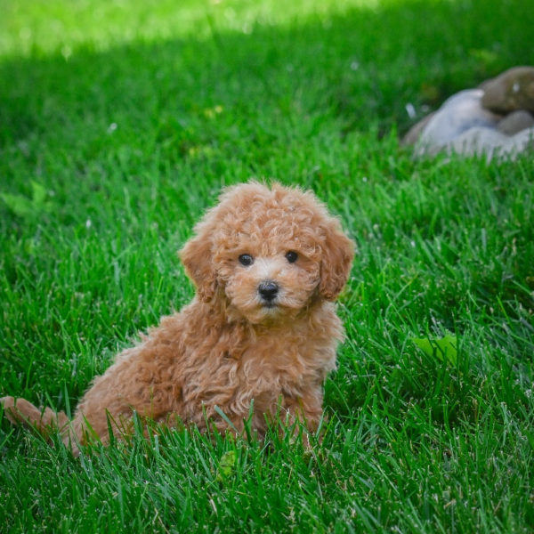 F1b Maltipoo Puppy for Sale