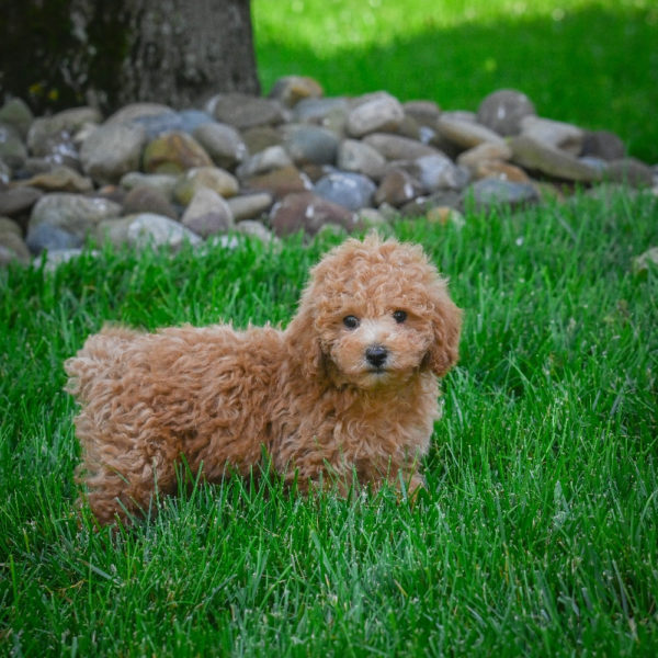 F1b Maltipoo Puppy for Sale