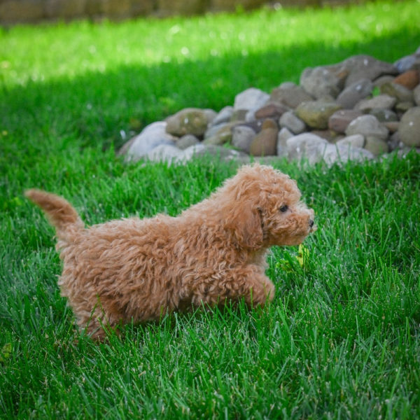F1b Maltipoo Puppy for Sale