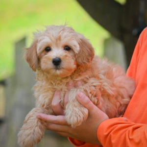 F1b Maltipoo Puppy for Sale