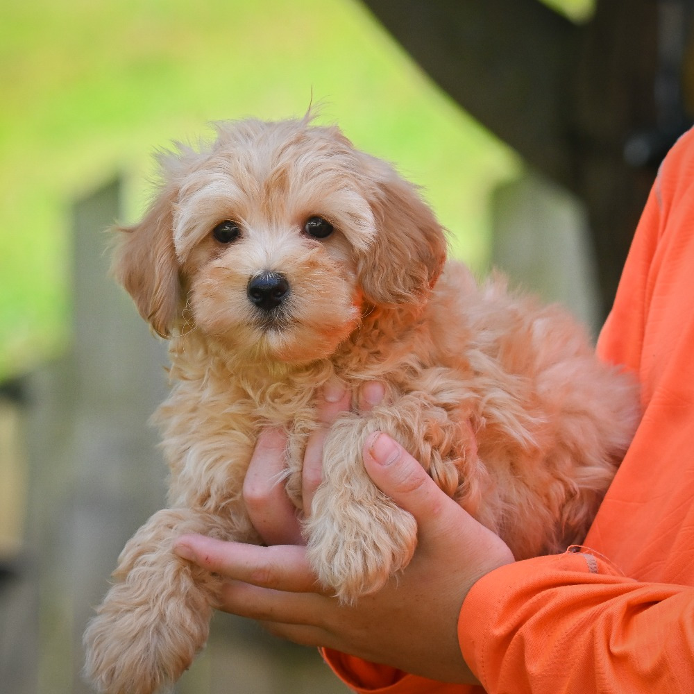F1b Maltipoo Puppy for Sale in NYC