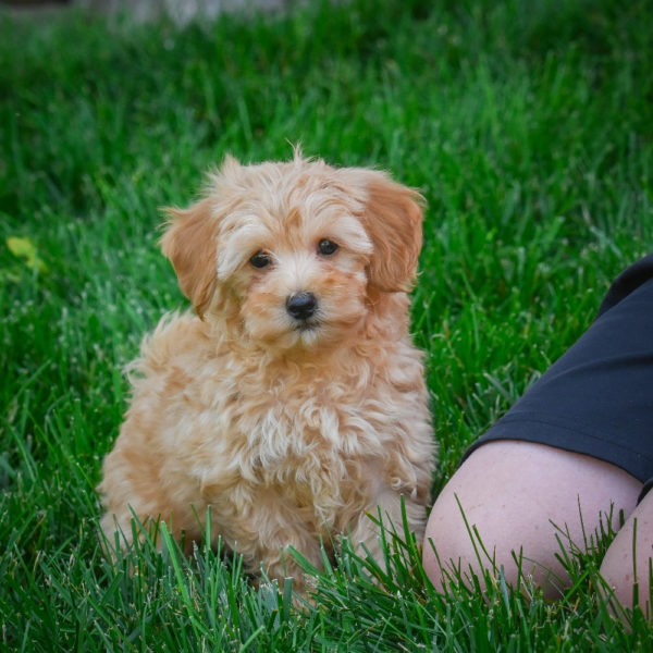 F1b Maltipoo Puppy for Sale