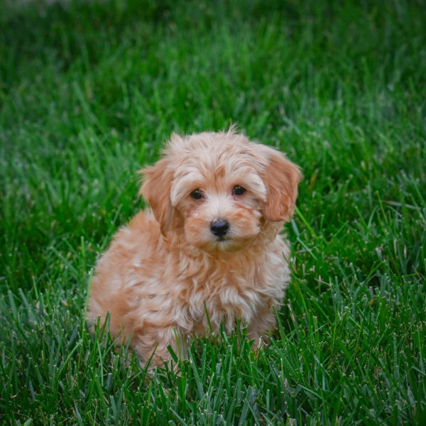 F1b Maltipoo Puppy for Sale