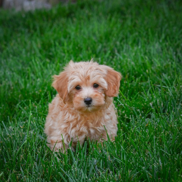 F1b Maltipoo Puppy for Sale