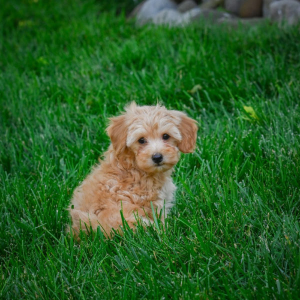 F1b Maltipoo Puppy for Sale