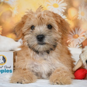 F1 Morkie Puppy for Sale