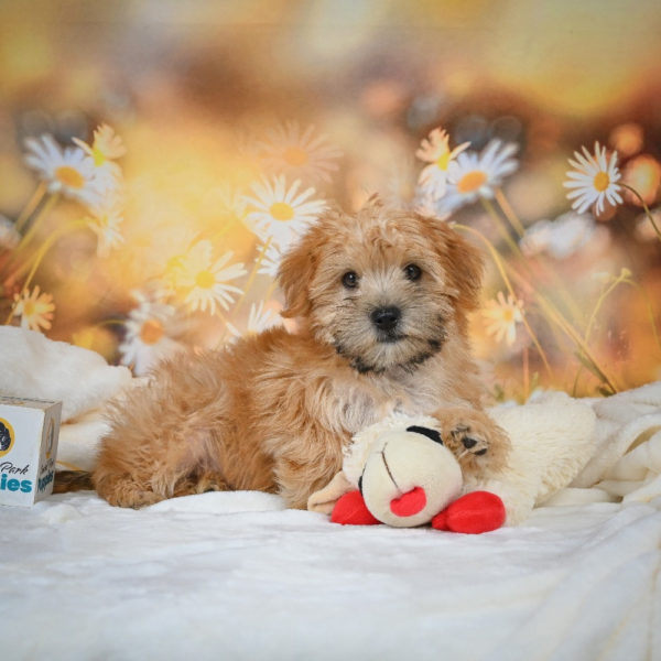 F1 Morkie Puppy for Sale