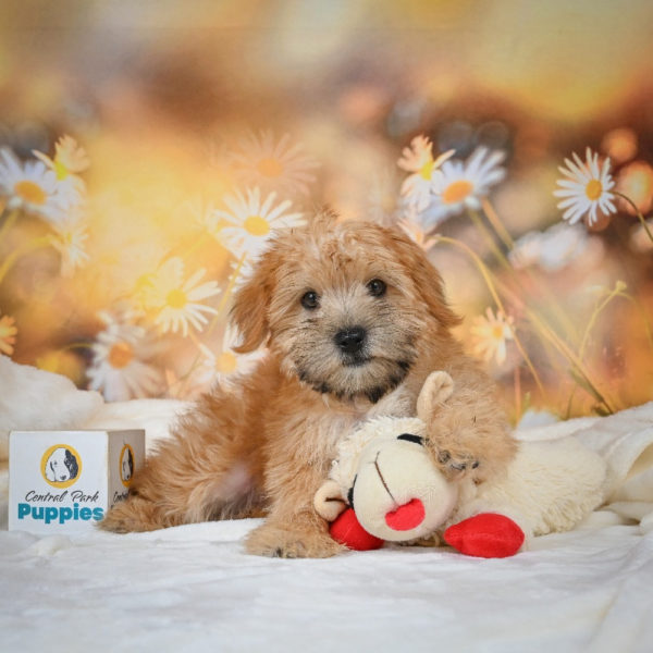 F1 Morkie Puppy for Sale