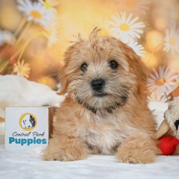 F1 Morkie Puppy for Sale