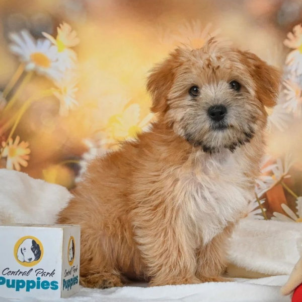 F1 Morkie Puppy for Sale