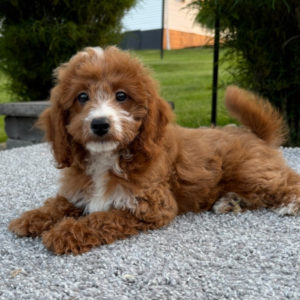 F1b Maltipoo Puppy for Sale