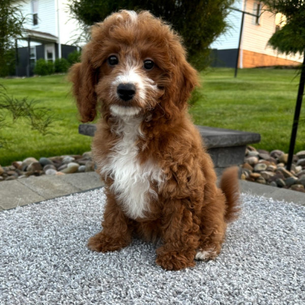 F1b Maltipoo Puppy for Sale