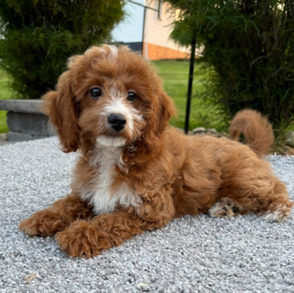 F1b Maltipoo Puppy for Sale