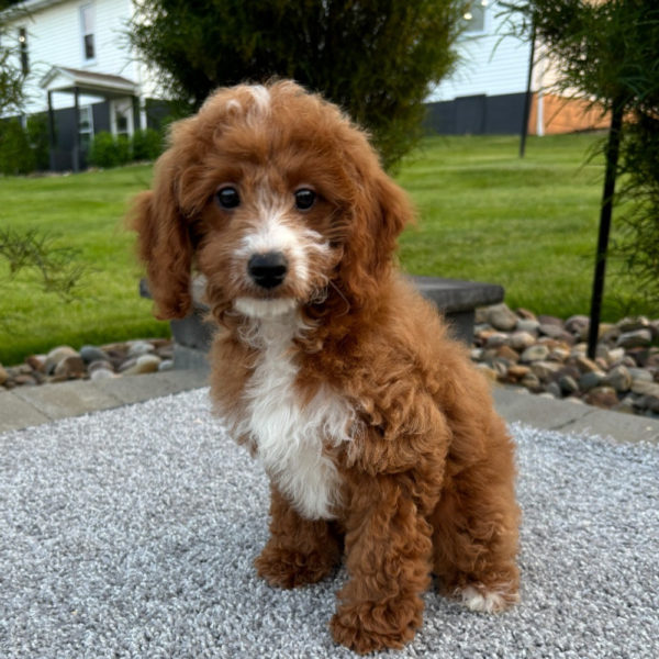 F1b Maltipoo Puppy for Sale