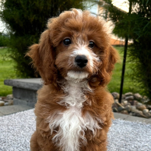 F1b Maltipoo Puppy for Sale