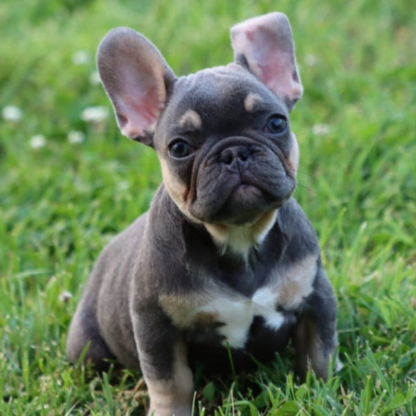 French Bulldog Puppy for Sale