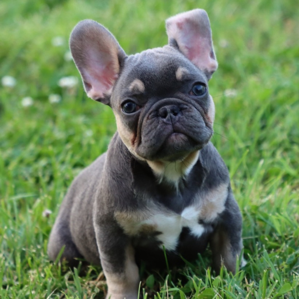 French Bulldog Puppy for Sale in NYC