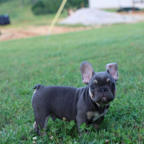 French Bulldog Puppy for Sale