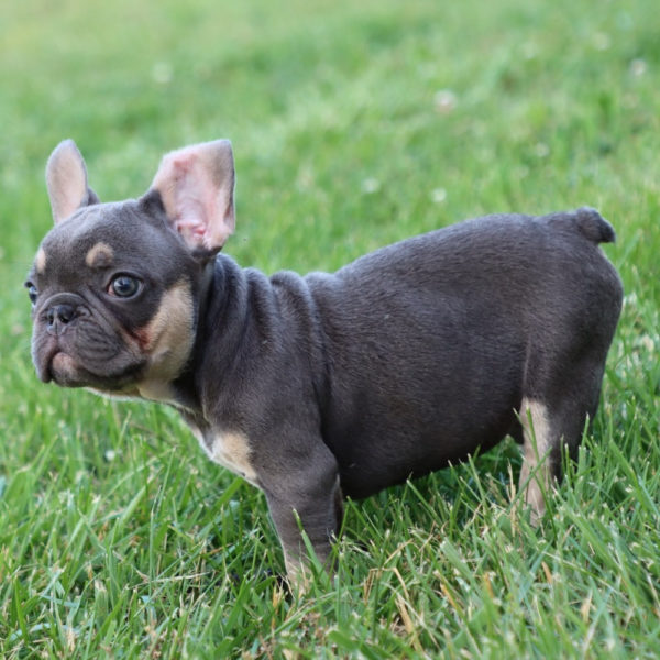 French Bulldog Puppy for Sale