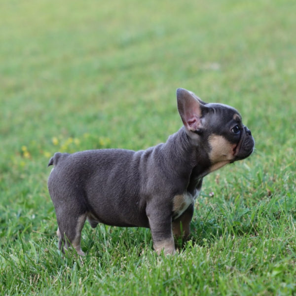 French Bulldog Puppy for Sale