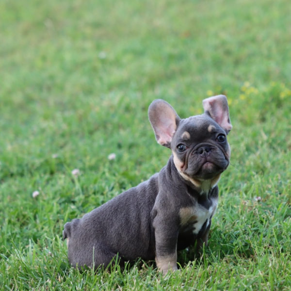 French Bulldog Puppy for Sale