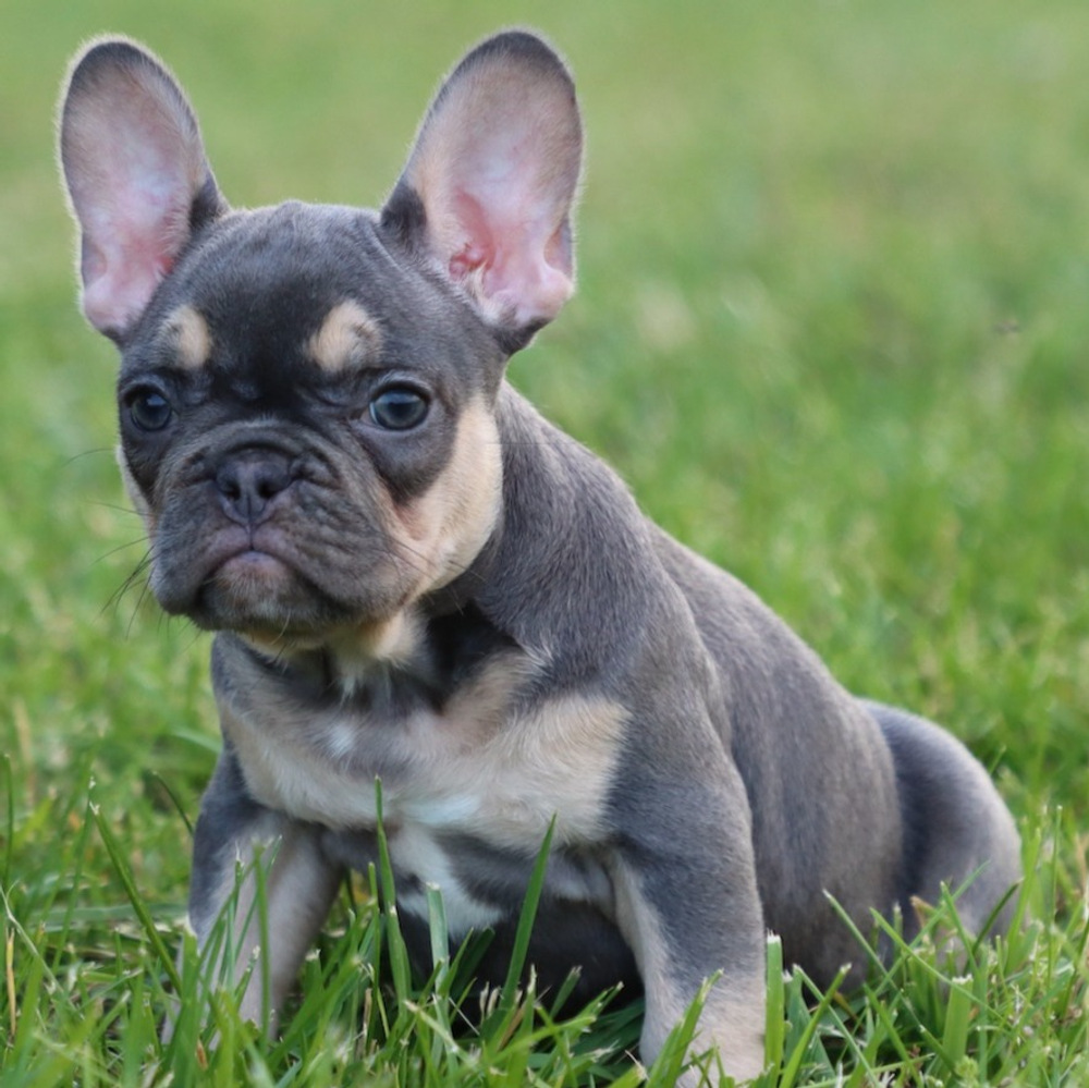 French Bulldog Puppy for Sale in NYC