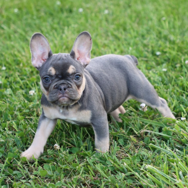 French Bulldog Puppy for Sale
