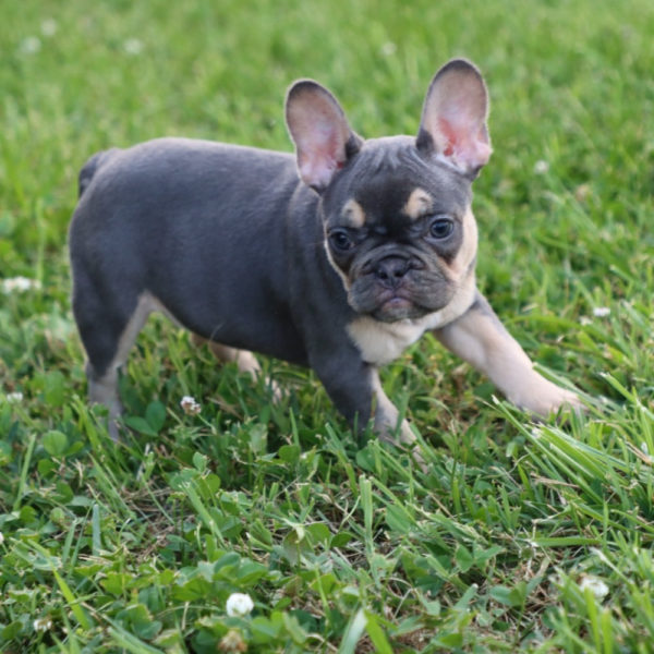 French Bulldog Puppy for Sale