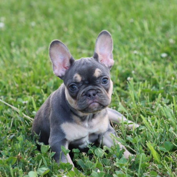 French Bulldog Puppy for Sale
