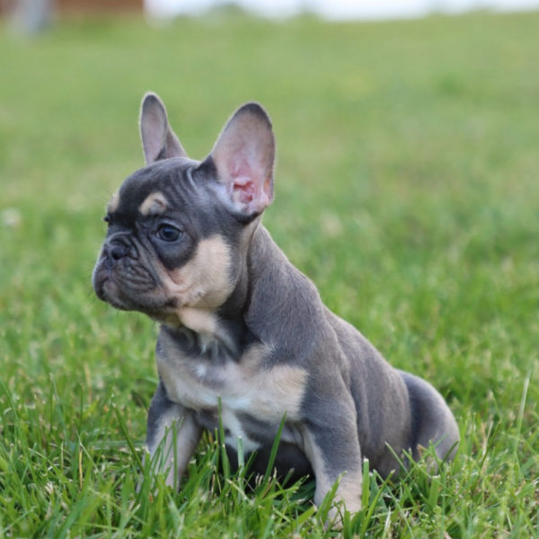 French Bulldog Puppy for Sale