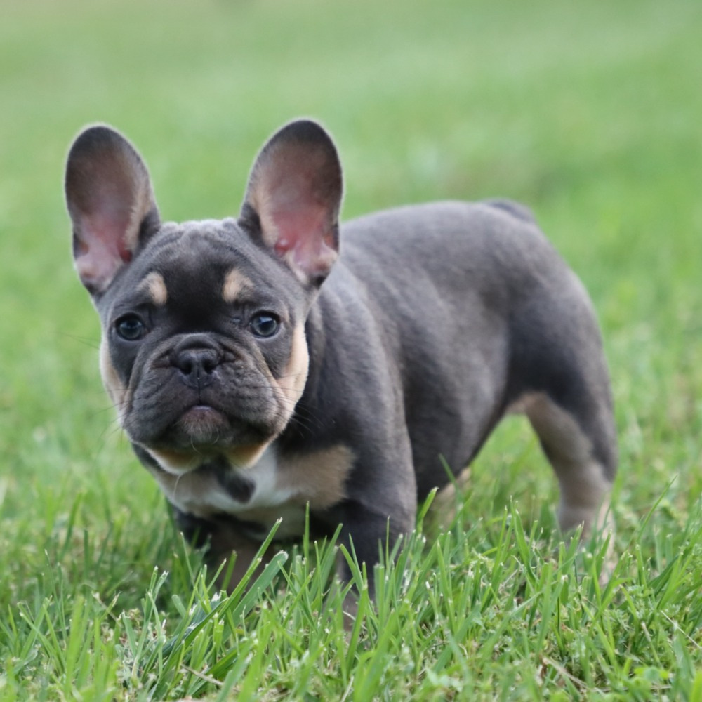 French Bulldog Puppy for Sale in NYC