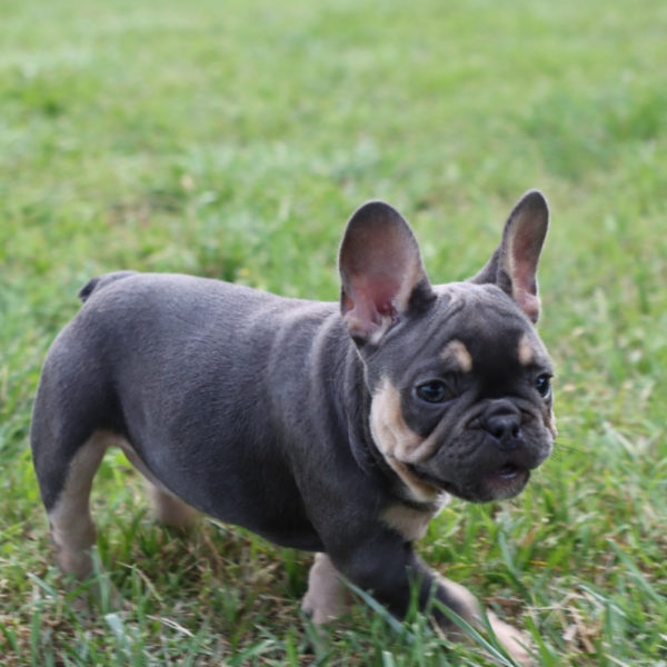 French Bulldog Puppy for Sale