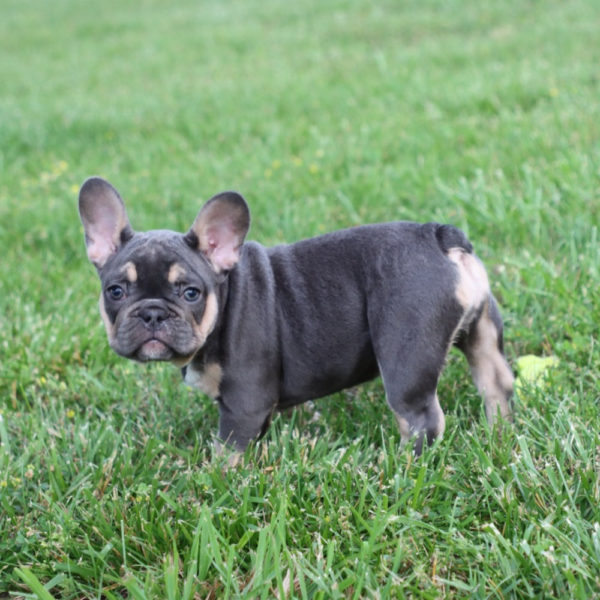 French Bulldog Puppy for Sale