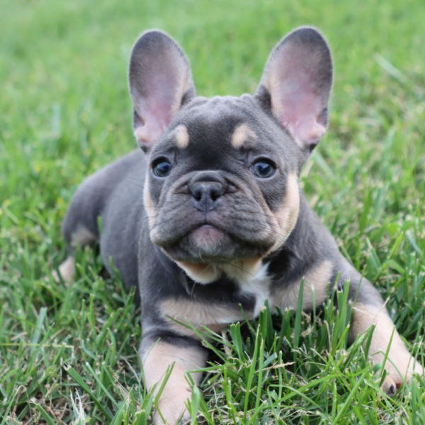 French Bulldog Puppy for Sale