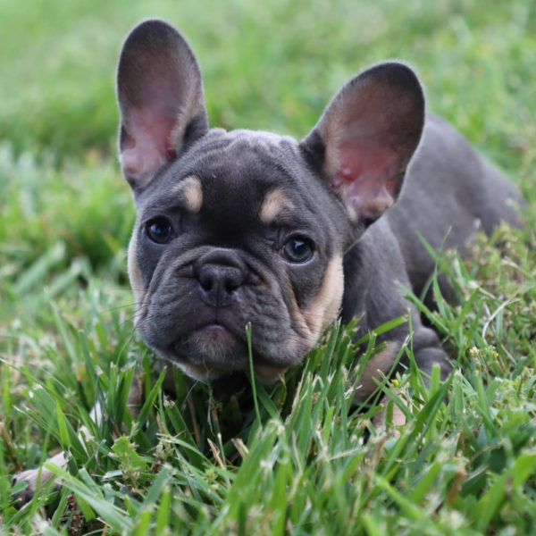 French Bulldog Puppy for Sale