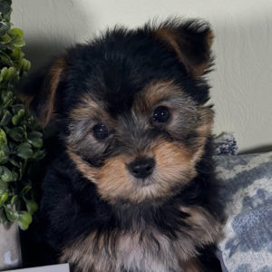 Yorkshire Terrier Puppy for Sale