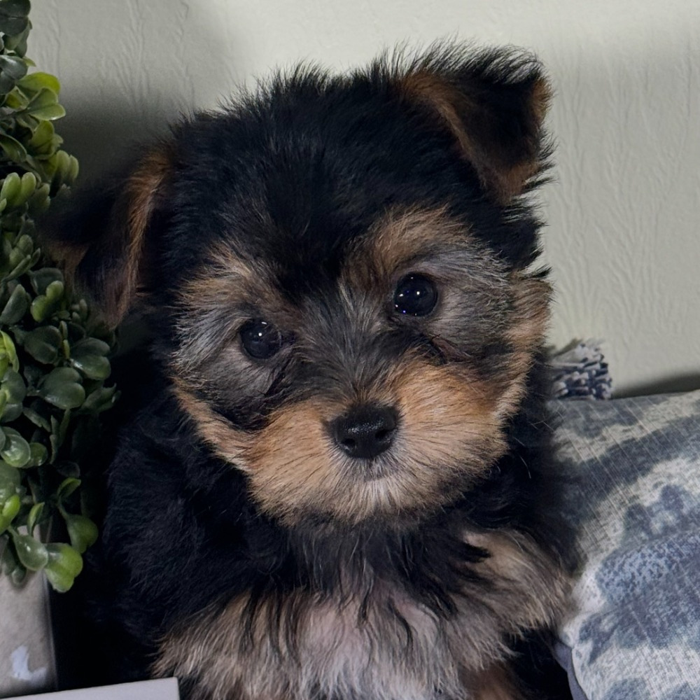 Yorkshire Terrier Puppy for Sale in NYC