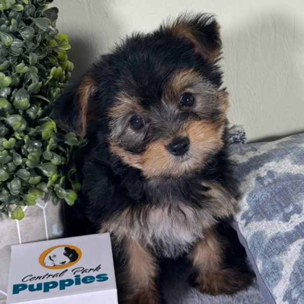 Yorkshire Terrier Puppy for Sale