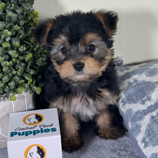 Yorkshire Terrier Puppy for Sale