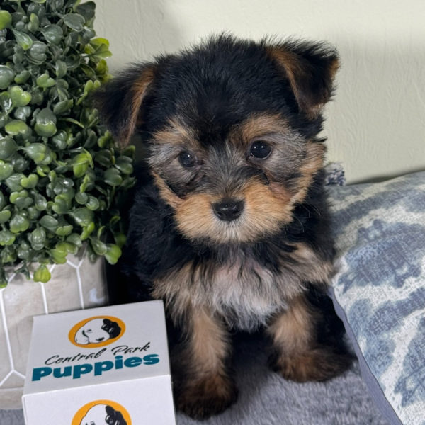 Yorkshire Terrier Puppy for Sale