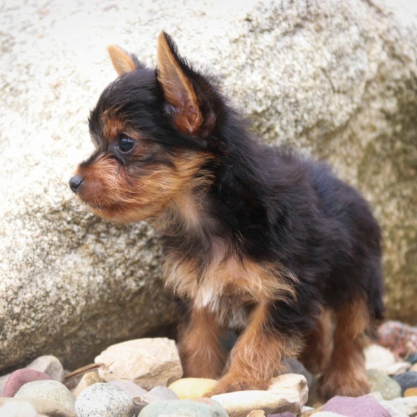 Yorkshire Terrier Puppy for Sale