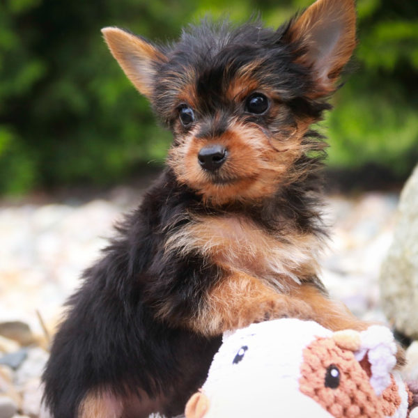 Yorkshire Terrier Puppy for Sale