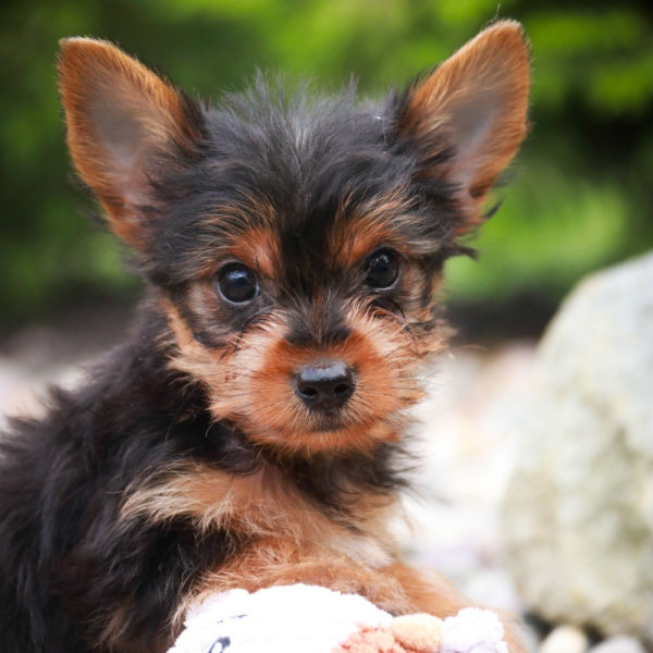 Yorkshire Terrier Puppy for Sale