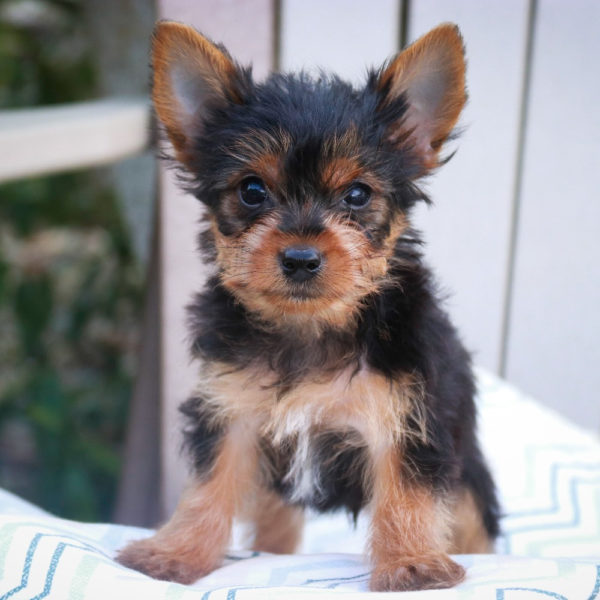 Yorkshire Terrier Puppy for Sale
