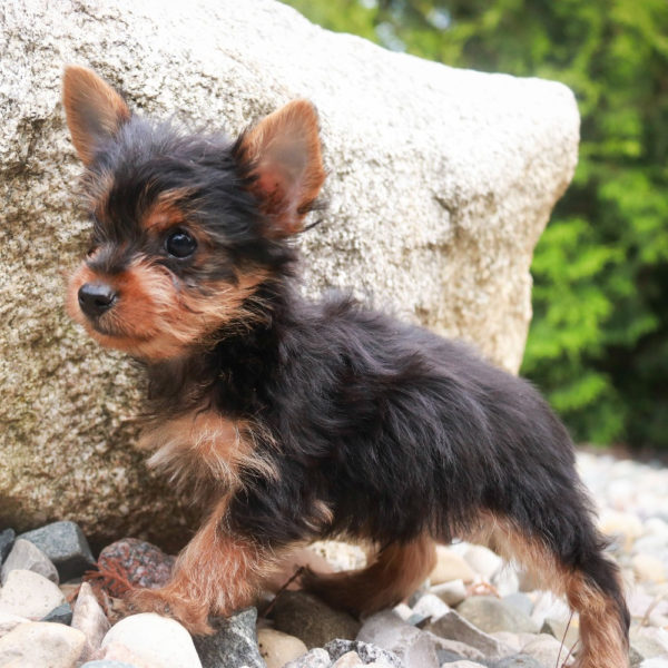 Yorkshire Terrier Puppy for Sale