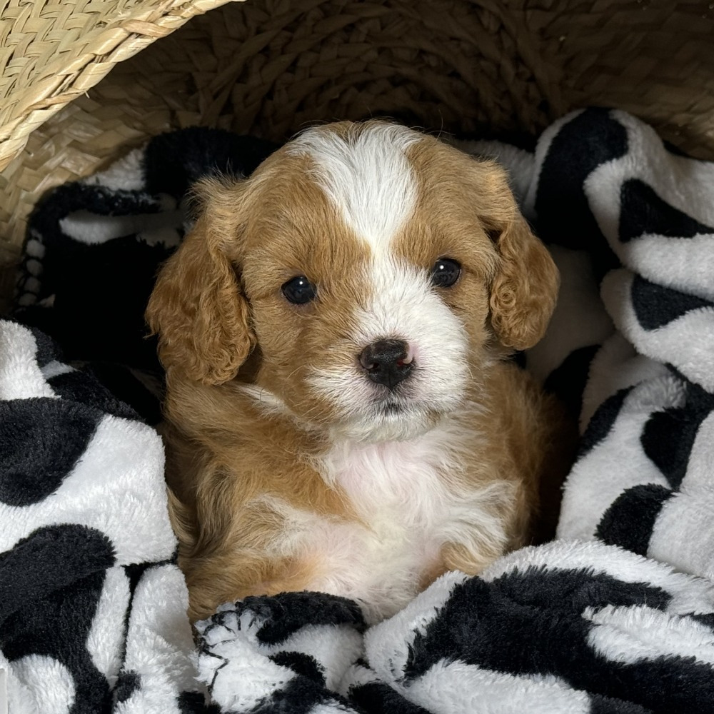 F1 Cavapoo Puppy for Sale in NYC