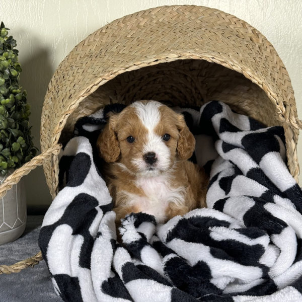 F1 Cavapoo Puppy for Sale