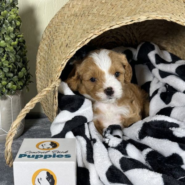 F1 Cavapoo Puppy for Sale