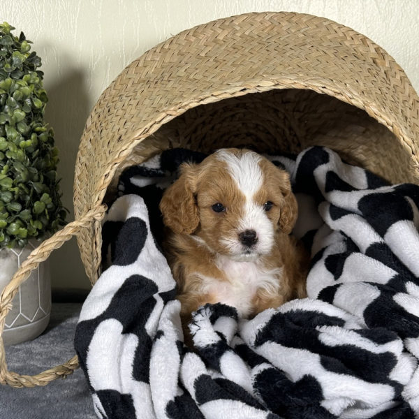 F1 Cavapoo Puppy for Sale